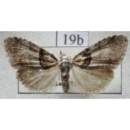 Nola cucullatella (Linnaeus, 1758) Czech19b